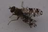 Tephritis praecox